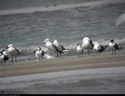 سواحل مَکُّران(چابهار وکنارک) زیستگاه بیش از 200 گونه پرنده