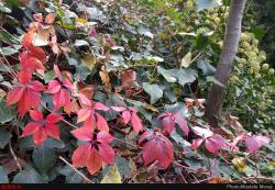 گزارش اختصاصی ایلنا از پاییز در باغ بوتانیکال تفلیس