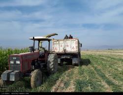 برداشت ذرت از مزارع سمنان/عکس:الناز ملکی