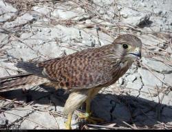 سواحل مَکُّران(چابهار وکنارک) زیستگاه بیش از 200 گونه پرنده