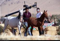 همایش حرکات نمایشی اسب های فلات ایران در فرخشهر