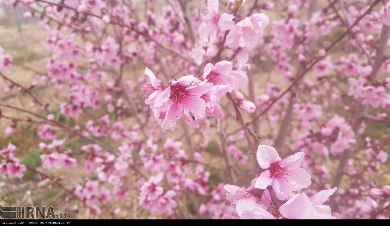 گل ها و شکوفه های بهاری طبیعت زیبای شاهرود