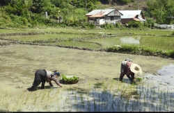 نشاء برنج در شالیزارهای رشته رود رودبار