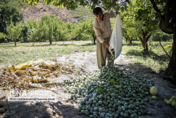 برداشت گردو در روستای پایگلان کردستان