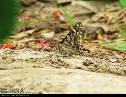 جلوه گری زیبای پروانه ها در شهر بافق