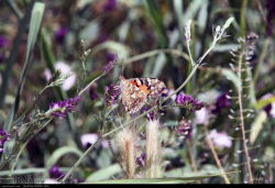 جلوه زیبای پروانه ها در طبیعت قزوین