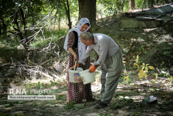 برداشت گردو در روستای پایگلان کردستان