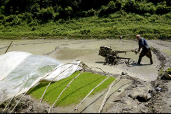 نشاء برنج در شالیزارهای رشته رود رودبار