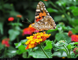 جلوه گری زیبای پروانه ها در شهر بافق