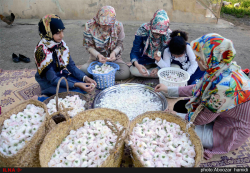 جشنواره گلابگیری در روستای گیلده شفت گیلان