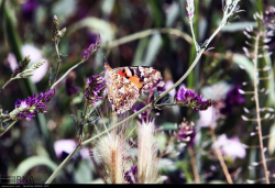 جلوه زیبای پروانه ها در طبیعت قزوین